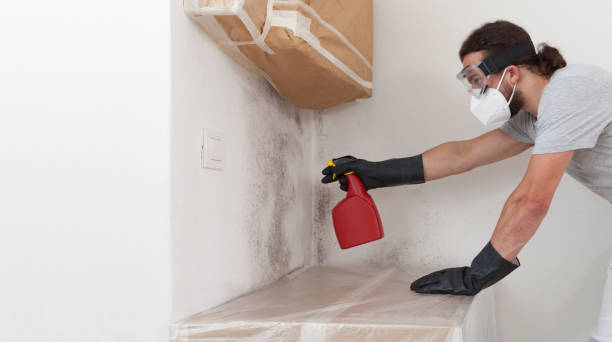 Professional Basement Mold Removal technician working in Boxford, MA