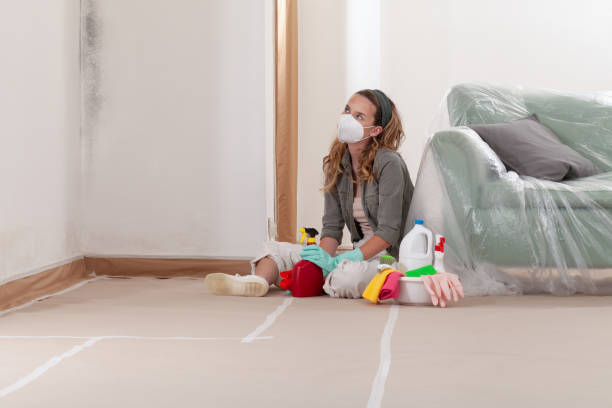 Reliable Basement Mold Removal contractor in Boxford, MA by WQB Mold Removal
