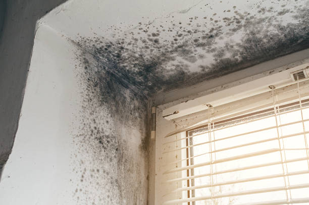 Affordable Basement Mold Removal solutions in Boxford, MA